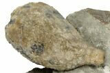 Cystoid (Holocystites) Fossil - Indiana #190996-1